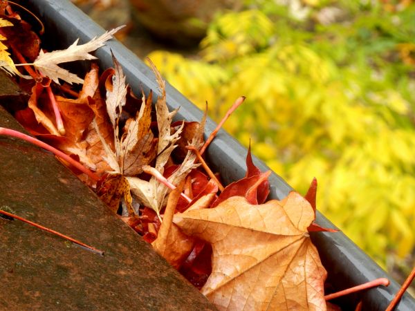 Roof Gutter Debris Removal in Layton